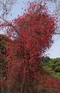 Bougainvillea Climber Flowers red