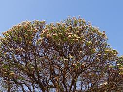 Plumeria Frangipani Flowers