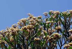 blooming plumeria in india