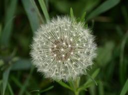 Dandelion Spring