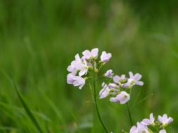 Orchid Purple Blossom green background