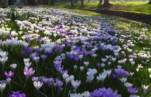 Crocus Flowers Purple