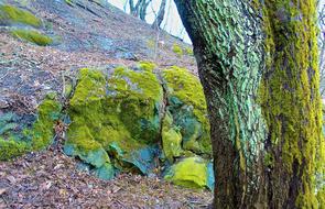 Tree Stone Moss