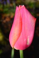 red closed Tulip Blossom