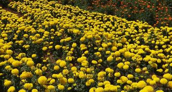 Yellow Marigold Flowers