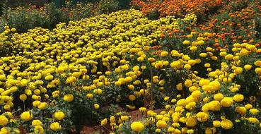 Beautiful and colorful field, with the yellow marigolds and other colorful flowers, in India