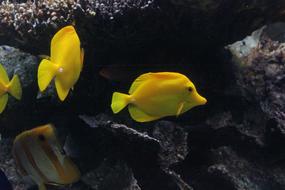 Yellow Fish