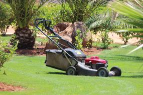 Lawn Mower Grass Palm