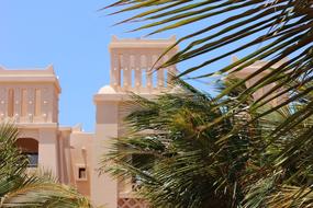 Cape Verde Palm Trees