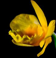 yellow Orchid, Blossom close up