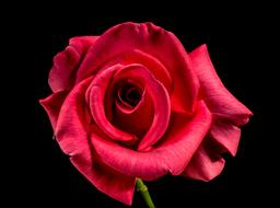 closeup photo of Red Rose Bloom at dark