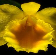 Wild yellow Orchid Blossom