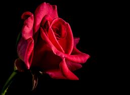 Red Rose at darkness