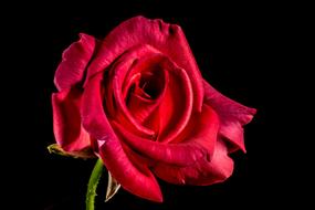 Close-up of the beautiful, red rose flower, on the green stem at black background