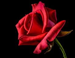 Red Rose Bloom at dark