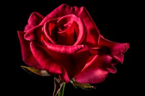 amazing Red Rose Bloom