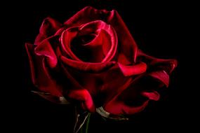 amazing Red Rose black bacground