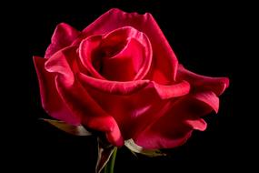 Rose Bloom black bacground