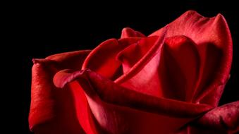 red rose bud on black background