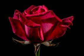 wonderful Red Rose at dark