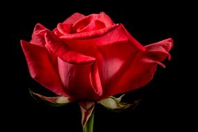 Red Rose Bloom bud