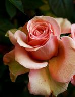 pink cute Rose Bloom Flower
