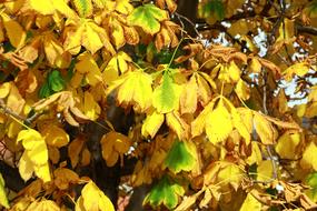 Chestnut Tree Leaves Yellow