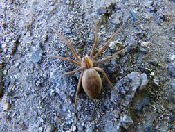 wild Spider on Field
