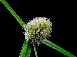 Grass Weed Blossom on a black background