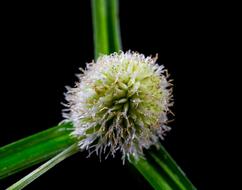 Close-up of the beautiful, blossoming, white and green flower with the green grass