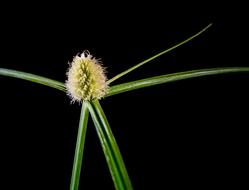 Scirpoides holoschoenus, bulrush, blooming weed