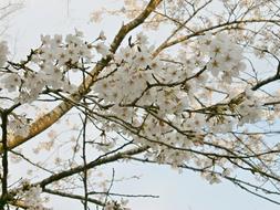 Cherry Blossoms Tree