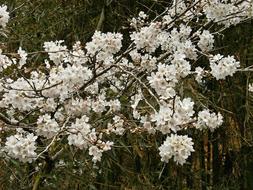 Cherry Blossoms Tree branches