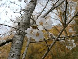 Cherry Blossoms Tree