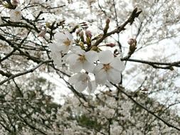 Cherry Blossoms Tree