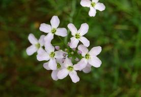 Cuckoo Flower Heath Orchid Bud