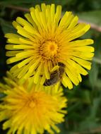 Bee Pollen Nectar on yellow flowers