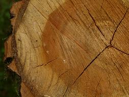 Tree Grates Stump Annual