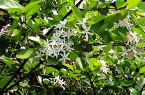 Carissa Carandas Karonda Flowers