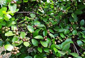 Carissa Carandas Karonda Berries in nature