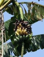 Wild Banana Musa Acuminata Ripe