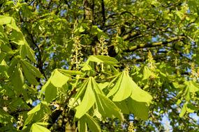 Chestnut Tree Aesculus