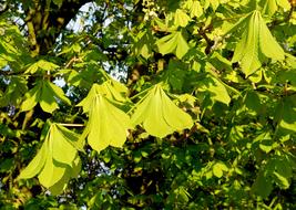 Chestnut Leaves Ordinary