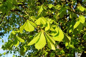 Chestnut Tree Ordinary