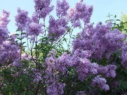 Lilac Purple Blossoms bushes