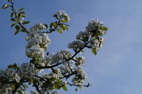 Close-up of the beautiful tree, with the colorful and beautiful, blossoming flowers on the branches