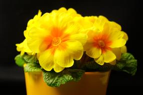 Primrose Primula yellow Blossom