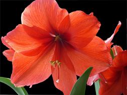 Closeup photo of Lily Flower Blossomed
