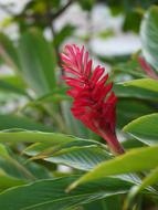 Red Flower Tropical green leaves