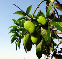 Mango Local Strain Late-Growing